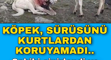 Köpek Sürüsünü