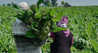 Hatay enginarlarını reyonlarında satışa sundu